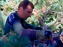 Un Agente Forestal sube al nido de un abanto para alimentarlo