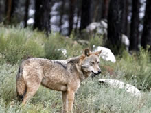 Un ejemplar de lobo muere atropellado en Madrid