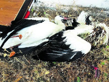 Más de 50 aves fallecen electrocutadas en el vertedero