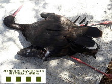 Acabar con la electrocución de avifauna