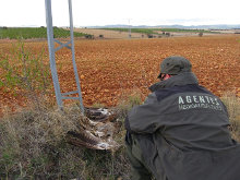 La electrocución de aves sigue siendo un problema grave