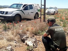 Sanciones por la muerte de varias aves