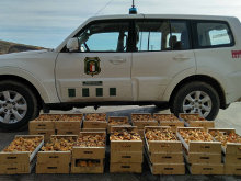 Los Agentes Medioambientales decomisan un cargamento de 160 kilos de níscalos en montes públicos de Castilla-La Mancha