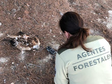 Hallan muerto en Campo Real un milano real, especie en peligro de extinción