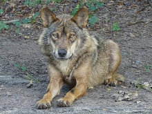 Científicos, Agentes Forestales y asociaciones conservacionistas han lanzado el Observatorio del Lobo