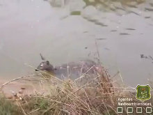 Rescatan a un corzo y denuncian la muerte de otros 70 en un canal