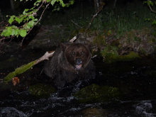Rescatado un oso pardo herido y semi sumergido en un arroyo en Palacios del Sil