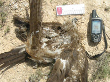 Tres condenados a prisión por el envenamiento masivo de aves en cotos de la Ribera