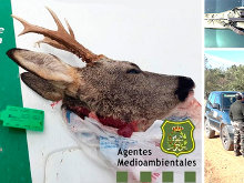Si no precintas, multa