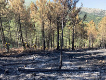 Una negligencia en las líneas eléctricas fue la causa del incendio de Gavilanes