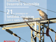 Manual de desarrollo sostenible: Amenazas en tendidos eléctricos para el águila imperial ibérica
