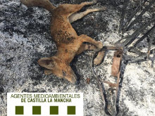 Agentes Medioambientales localizan el cadáver de un zorro calcinado, atrapado en un cepo