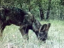 Reintegrado en su manada el cachorro de lobo rescatado