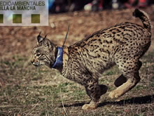 Más cerca de esclarecer la muerte de la lince Nenúfar