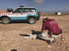 Fiscalía y Agentes de Medio Ambiente investigan la muerte de 208 aves en Canarias por posible afección de tendidos eléctricos