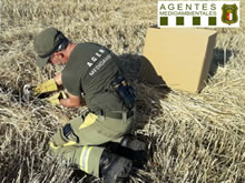 Agentes Medioambientales de Castilla La Mancha rescatan varios aguiluchos y un búho real