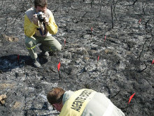 Los forestales exigen una brigada de investigación de fuegos