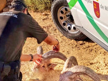 Agentes sorprenden a un furtivo