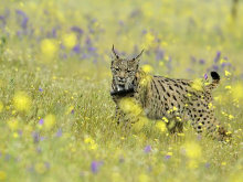 Otro lince muerto por atropello