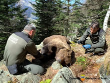 El oso ha llegado para quedarse en Huesca