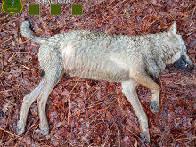 Identificado el autor que abatió a una loba en Monte do Penedo
