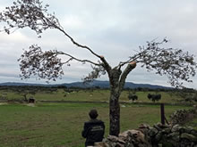 La herencia de la dehesa