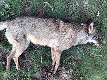 Encontrado el cadáver de un lobo ibérico tiroteado en Riaño