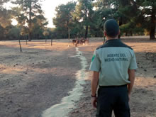 Control de la población de ungulados en el Parque Nacional de Monfrágüe sin los Agentes del Medio Natural