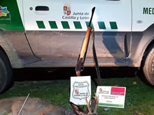 Agentes Medioambientales denuncian a un cazador por no haber colocado el precinto a un corzo abatido