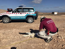 Agentes de Medio Ambiente investigaron la muerte de 247 aves en Canarias por posible afección de tendidos eléctricos