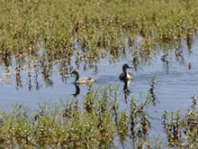 Investigan el ahogamiento de aves en balsas de regadío y anti incendios