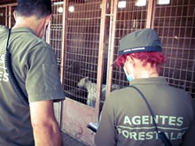 Agentes Forestales encontraron decenas de perros en condiciones lamentables y ahora investigan el suceso como un presunto delito de maltrato animal