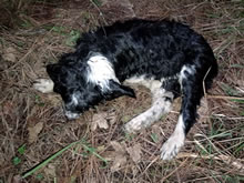 Condenado a 16 meses de cárcel por matar a dos cachorros en Álava