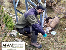En Castilla La Mancha “no existen” sanciones económicas por la muerte de aves electrocutadas por tendidos eléctricos