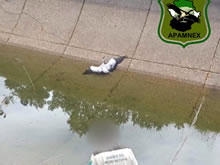 Situación actual de la recogida de fauna por el colectivo de Agentes del Medio Natural de Extremadura