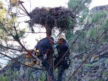 Trabajos verticales de los Agentes del Medio Natural para proteger la fauna en Pinofranqueado