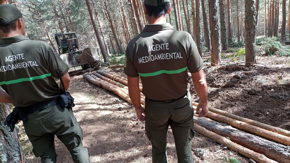 Aprovechamientos maderables: gestión sostenible para cuidar el monte