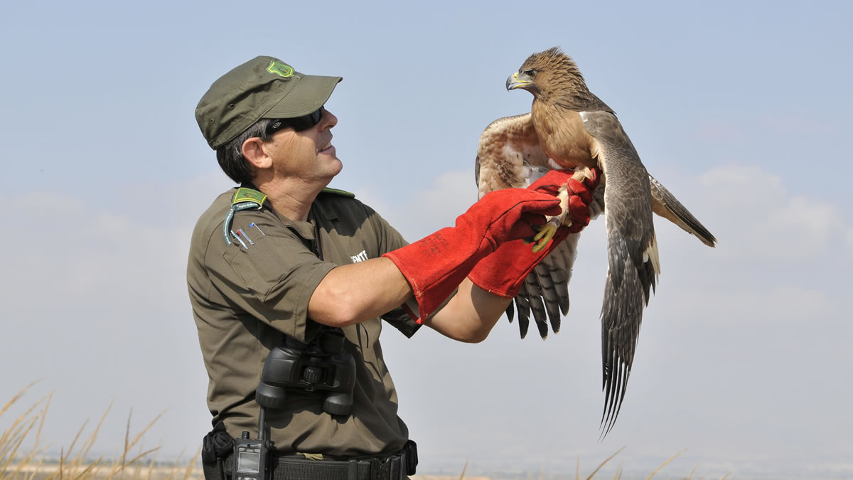 Murcia, liberación de aguila de bonelli