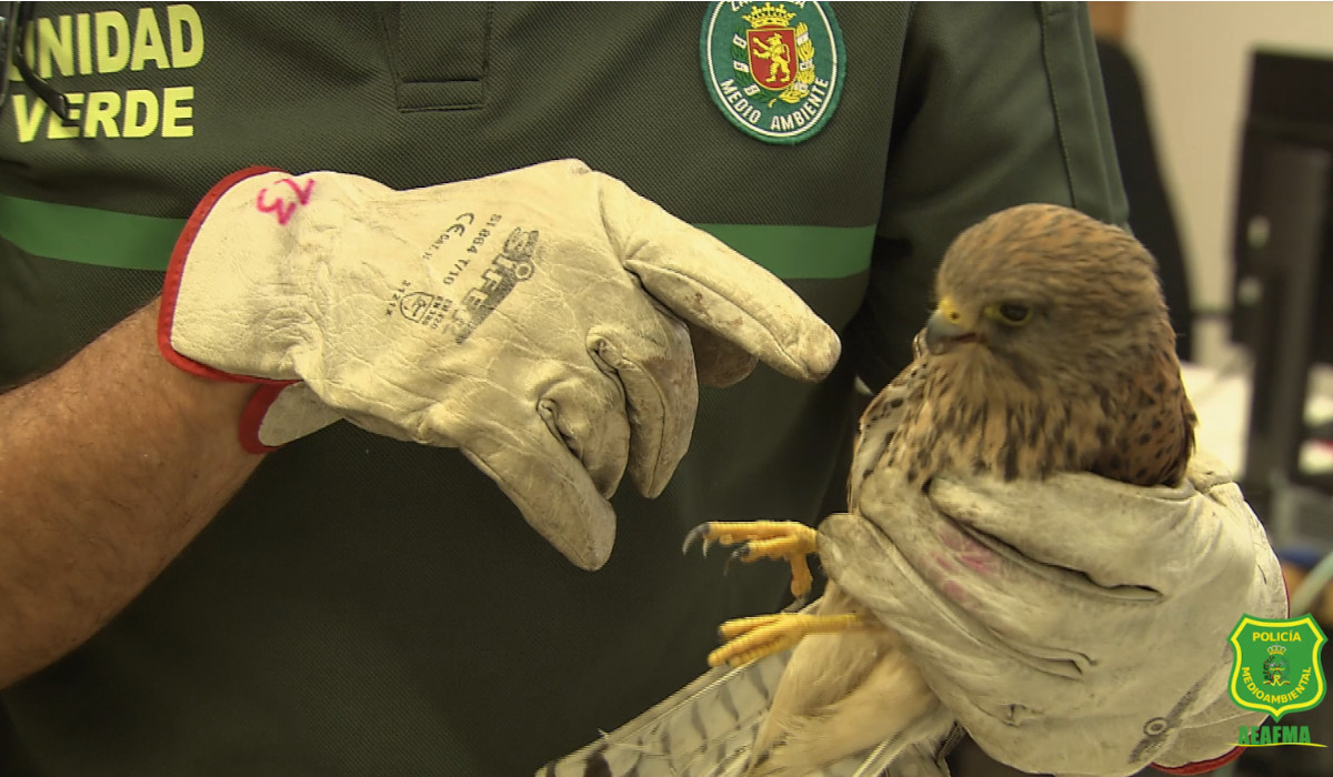 Control de fauna: proteger la biodiversidad urbana y natural