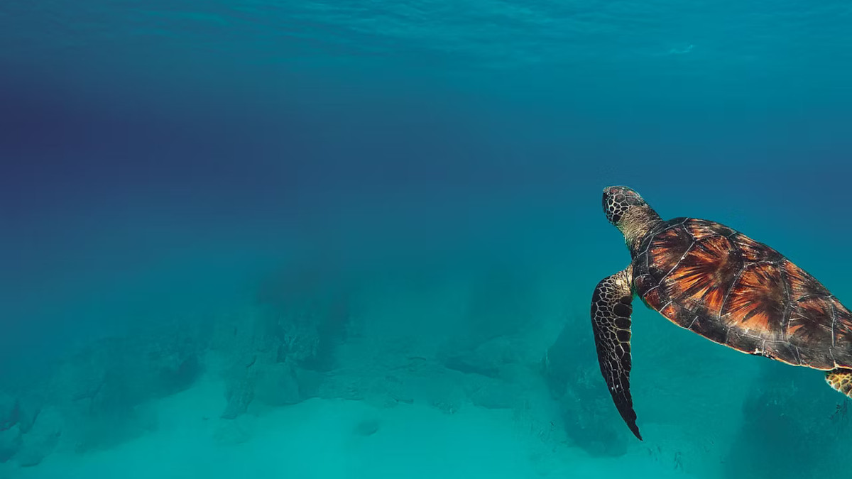 La ERF y la Fundação Maio Biodiversidade impulsan un programa de conservación en Cabo Verde abierto a los socios de AEAFMA