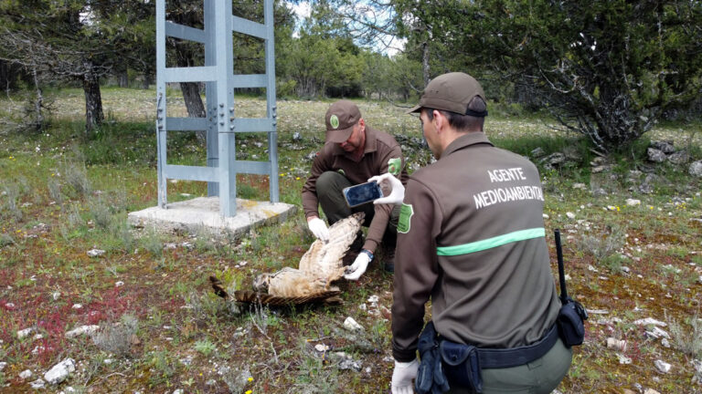 Avifauna: proteger a quienes nos indican la salud del ecosistema
